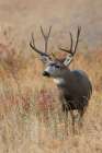 Mule Deer Buck Art Print